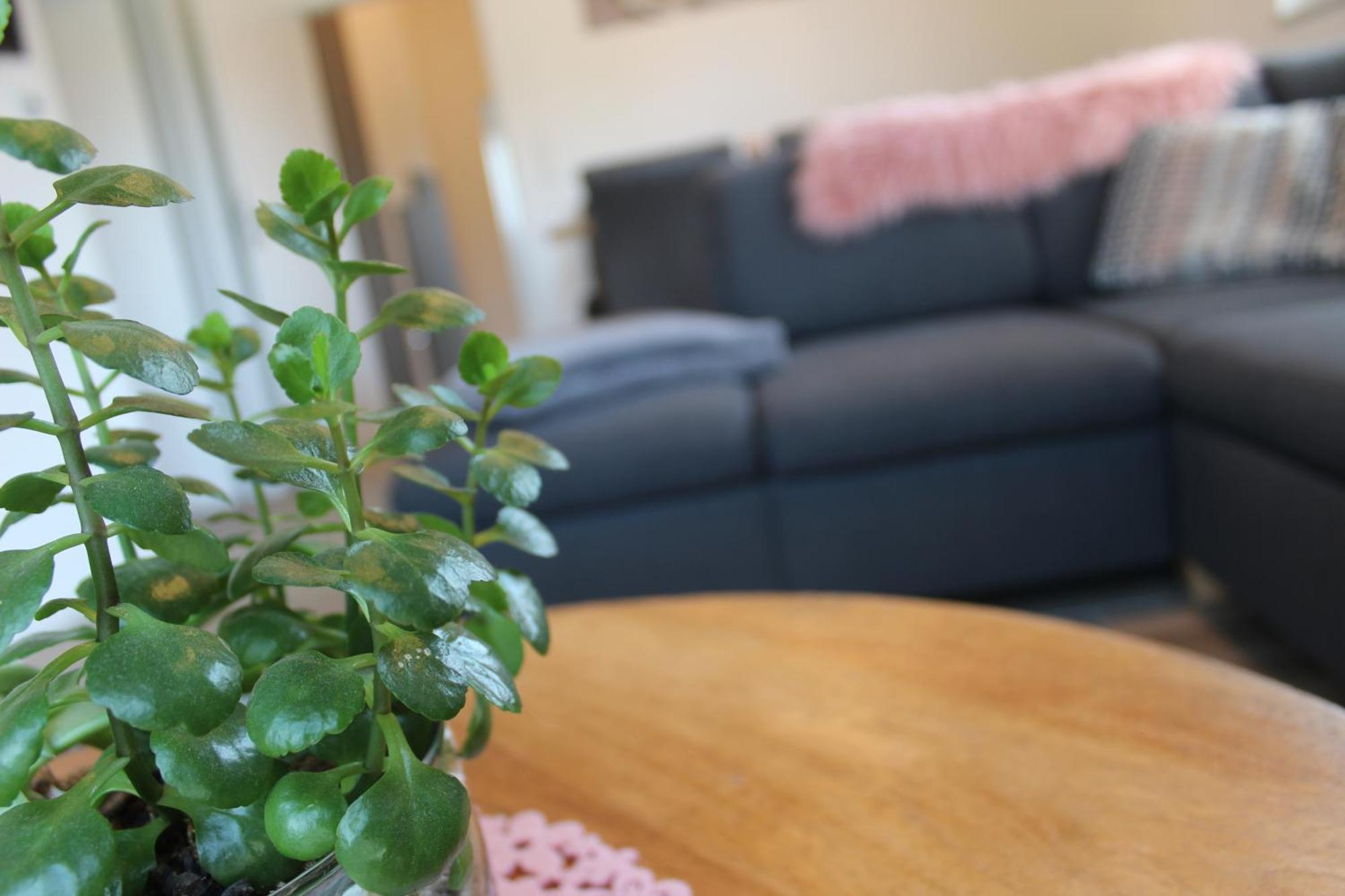 Ferienhaus Seehuis, Sauna, Angeln, Familienfreundlich Twist Buitenkant foto